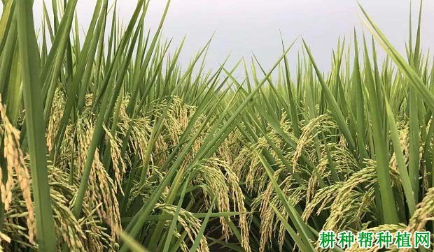 隆两优866水稻品种好不好? 隆两优866水稻品种好不好?