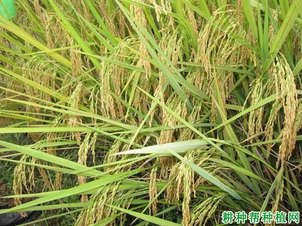 隆两优866水稻品种好不好? 隆两优866水稻品种好不好?