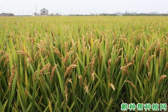 秀水09水稻品种好不好？