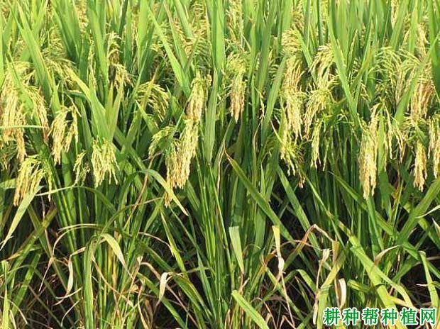 全两优681水稻品种好不好? 全两优681水稻品种好不好?