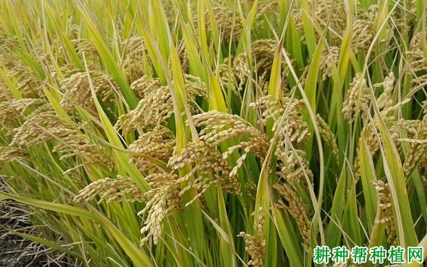 扬粳805水稻品种好不好? 扬粳805水稻品种好不好?