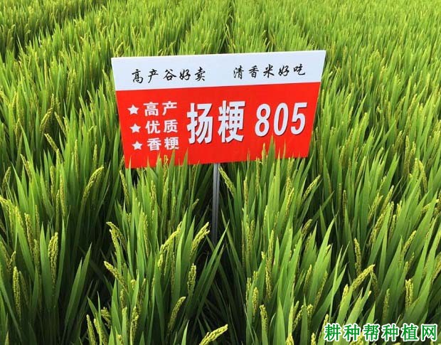 扬粳805水稻品种好不好? 扬粳805水稻品种好不好?