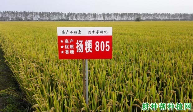 扬粳805水稻品种好不好? 扬粳805水稻品种好不好?