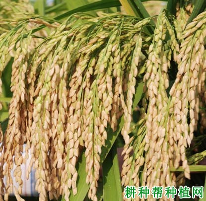 两优多系1号水稻品种好不好? 两优多系1号水稻品种好不好?
