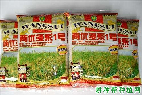 两优多系1号水稻品种好不好? 两优多系1号水稻品种好不好?