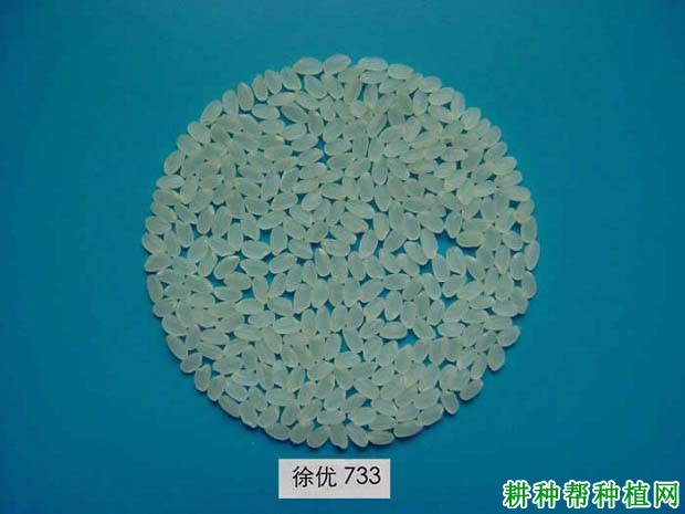 徐优733水稻品种好不好？