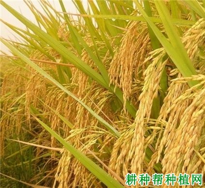 先农18号水稻品种好不好? 先农18号水稻品种好不好?