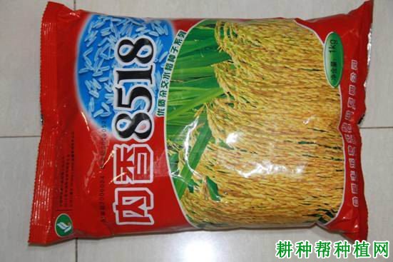 内香8518水稻品种好不好? 内香8518水稻品种好不好?