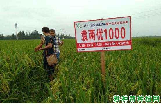 袁两优1000水稻品种好不好? 袁两优1000水稻品种好不好?