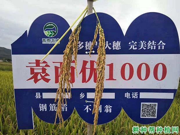 袁两优1000水稻品种好不好? 袁两优1000水稻品种好不好?