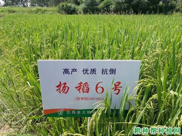 扬稻6号水稻品种好不好? 扬稻6号水稻品种好不好?