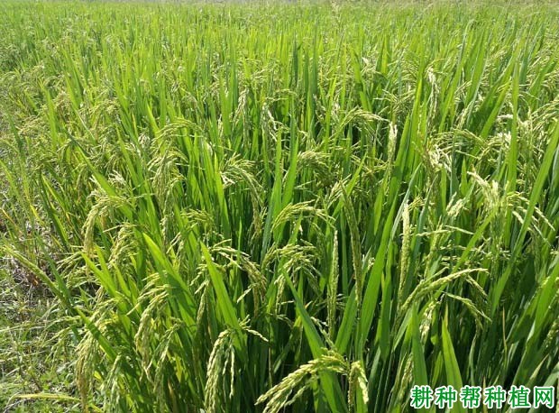扬稻6号水稻品种好不好? 扬稻6号水稻品种好不好?