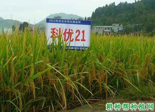 科优21水稻品种好不好? 科优21水稻品种好不好?