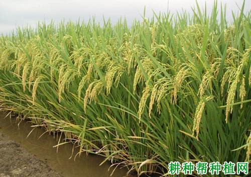 株两优30水稻品种好不好? 株两优30水稻品种好不好?