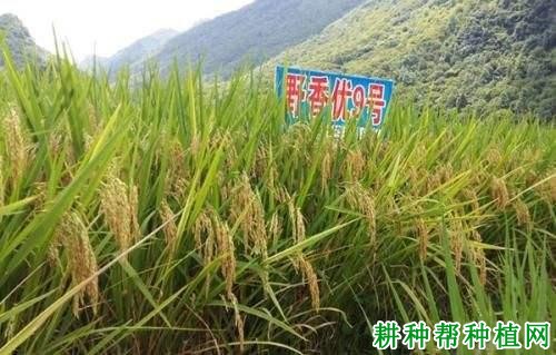 野香优9号水稻品种好不好? 野香优9号水稻品种好不好?