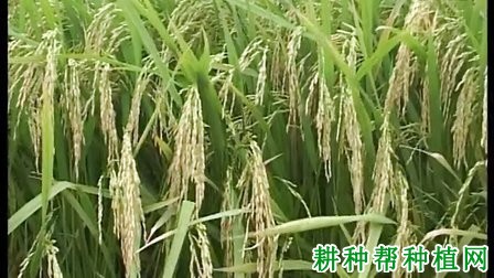 H优518水稻品种好不好? H优518水稻品种好不好?