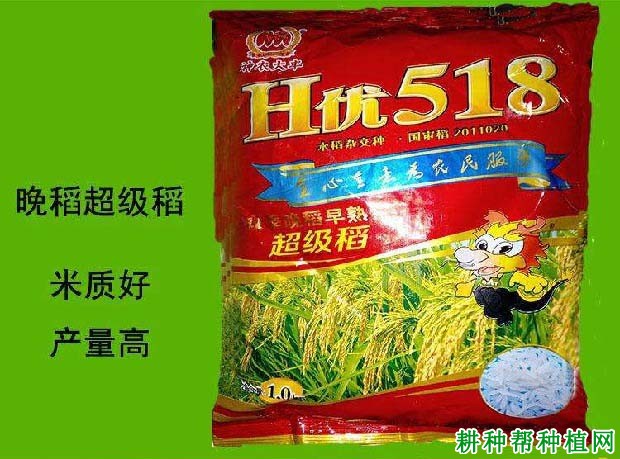 H优518水稻品种好不好? H优518水稻品种好不好?
