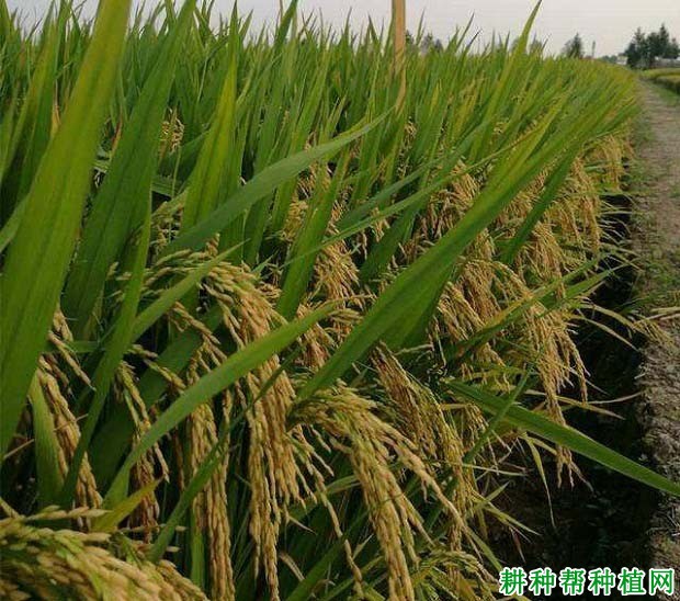 特优3301水稻品种好不好? 特优3301水稻品种好不好?