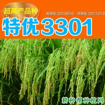 特优3301水稻品种好不好? 特优3301水稻品种好不好?