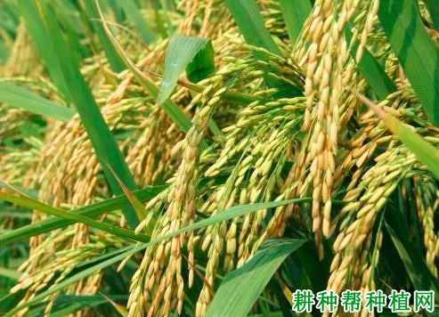 津原E28水稻品种好不好? 津原E28水稻品种好不好?