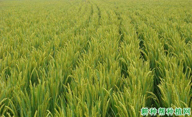 阳光200水稻品种好不好? 阳光200水稻品种好不好?