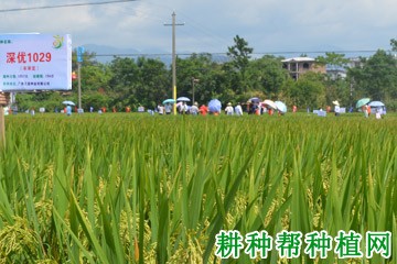 深优1029水稻品种好不好? 深优1029水稻品种好不好?