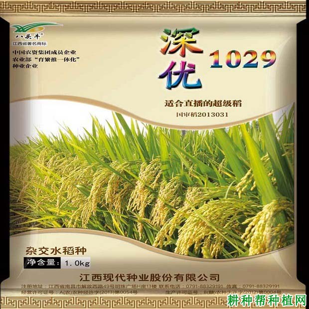 深优1029水稻品种好不好? 深优1029水稻品种好不好?