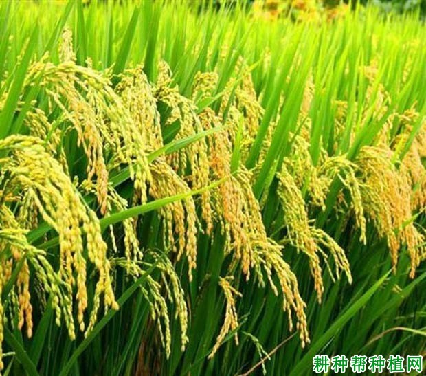 中旱209水稻品种好不好? 中旱209水稻品种好不好?