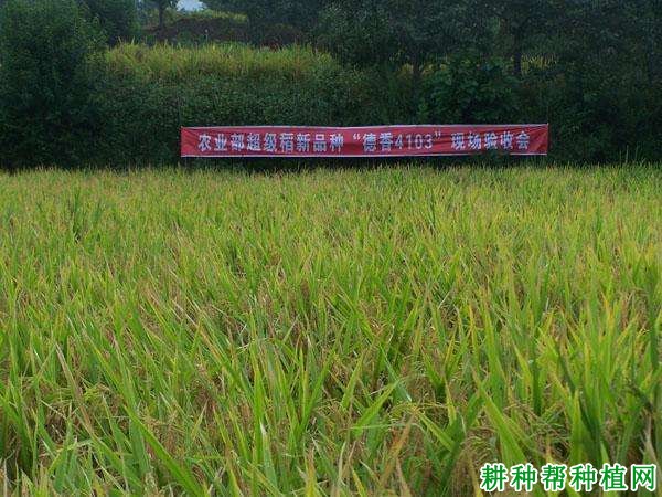 德香4103水稻品种好不好? 德香4103水稻品种好不好?
