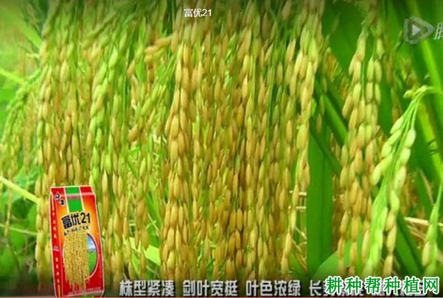 富优21水稻品种好不好? 富优21水稻品种好不好?