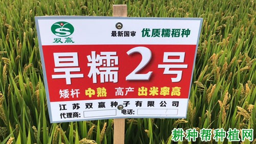 旱糯2号水稻品种好不好? 旱糯2号水稻品种好不好?
