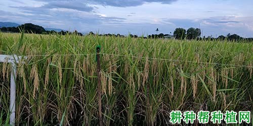 科优8377水稻品种好不好? 科优8377水稻品种好不好?
