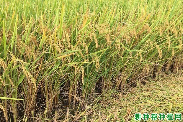 科优8377水稻品种好不好? 科优8377水稻品种好不好?