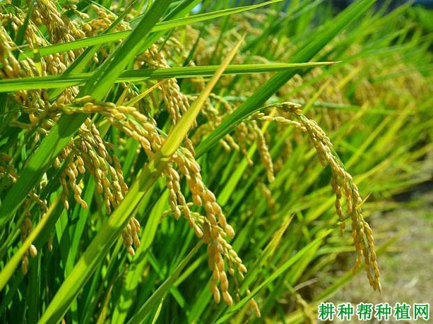 美香新占水稻品种好不好？