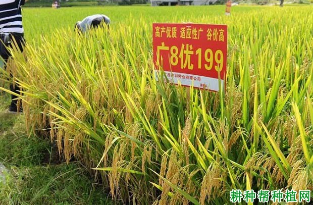 广8优199水稻品种好不好? 广8优199水稻品种好不好?