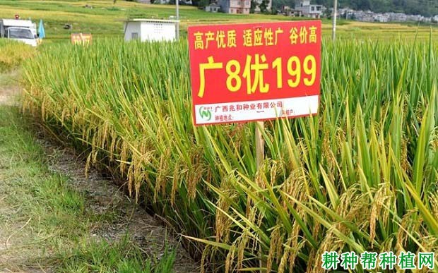 广8优199水稻品种好不好? 广8优199水稻品种好不好?
