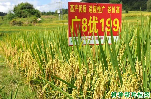 广8优199水稻品种好不好? 广8优199水稻品种好不好?