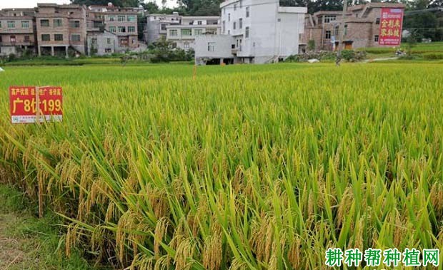 广8优199水稻品种好不好? 广8优199水稻品种好不好?