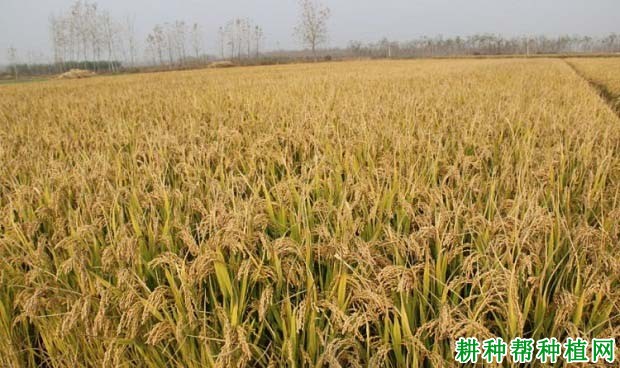 临稻13号水稻品种好不好? 临稻13号水稻品种好不好?