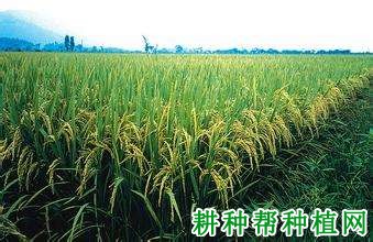 旱丰8号水稻品种好不好? 旱丰8号水稻品种好不好?