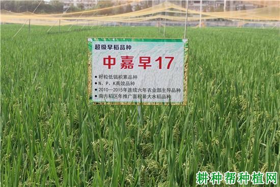 中嘉早17水稻品种好不好? 中嘉早17水稻品种好不好?
