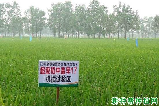 中嘉早17水稻品种好不好? 中嘉早17水稻品种好不好?