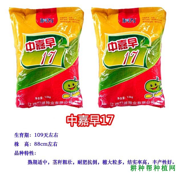 中嘉早17水稻品种好不好? 中嘉早17水稻品种好不好?