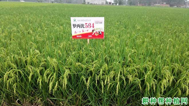 梦两优534水稻品种好不好? 梦两优534水稻品种好不好?