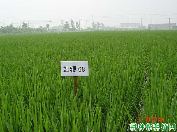 盐粳68水稻品种好不好? 盐粳68水稻品种好不好?