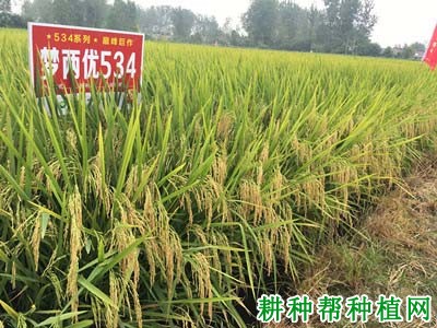 梦两优534水稻品种好不好? 梦两优534水稻品种好不好?