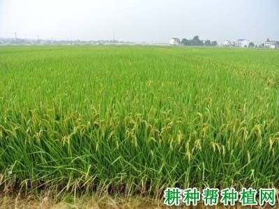 梦两优534水稻品种好不好? 梦两优534水稻品种好不好?