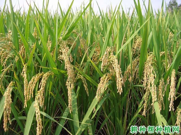 绍糯9714水稻品种好不好? 绍糯9714水稻品种好不好?