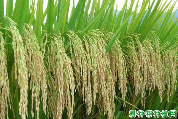 甬优5006水稻品种好不好? 甬优5006水稻品种好不好?