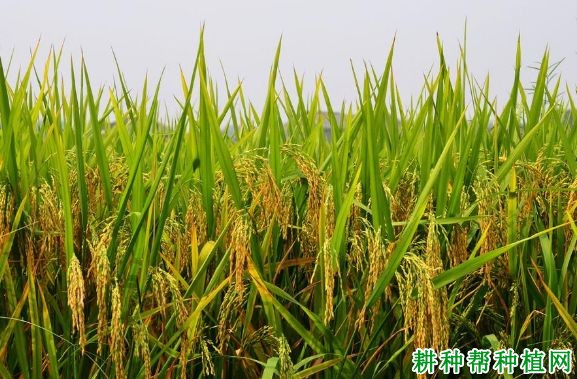 旱稻65水稻品种好不好? 旱稻65水稻品种好不好?